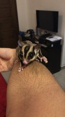 Brad &amp; Brooke - Sugar Glider Small & Furry