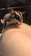 Brad &amp; Brooke - Sugar Glider Small & Furry