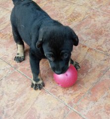 Ebby - Mixed Breed Dog