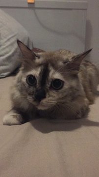 Koko - Siamese + Birman Cat