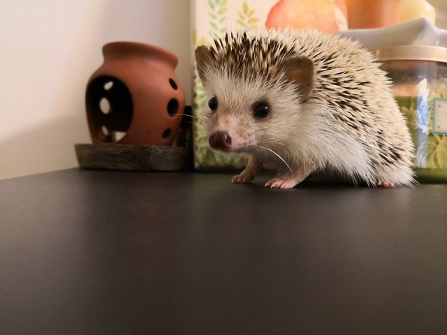 Hugo - Hedgehog Small & Furry