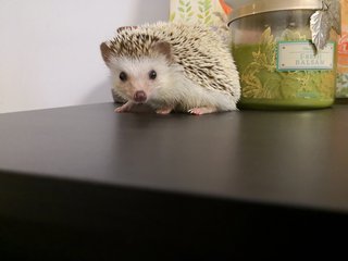 Hugo - Hedgehog Small & Furry