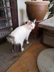 Curly Tail - Domestic Short Hair Cat