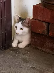 Curly Tail - Domestic Short Hair Cat