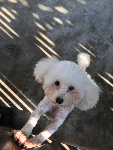 Chocolate - Poodle Dog