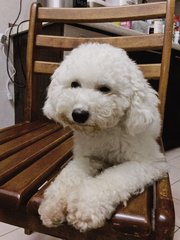 Chocolate - Poodle Dog