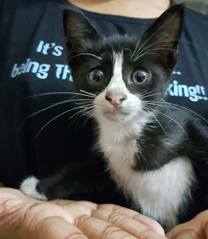 Tuxedo - Tuxedo Cat