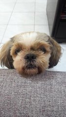 He - Shih Tzu Dog