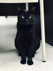 Maggie - Domestic Short Hair Cat