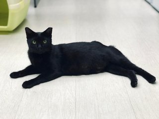 Maggie - Domestic Short Hair Cat