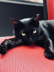 Maggie - Domestic Short Hair Cat