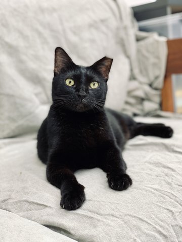 Maggie - Domestic Short Hair Cat
