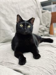 Maggie - Domestic Short Hair Cat