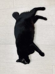 Maggie - Domestic Short Hair Cat