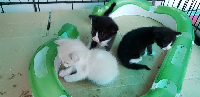 Baby Kittens - Domestic Short Hair Cat