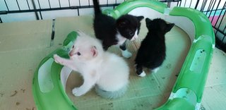 Baby Kittens - Domestic Short Hair Cat