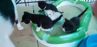 Baby Kittens - Domestic Short Hair Cat