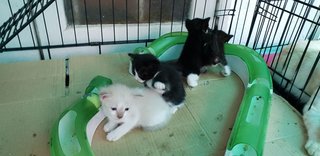 Baby Kittens - Domestic Short Hair Cat