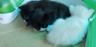 Baby Kittens - Domestic Short Hair Cat