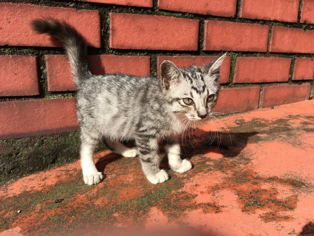 Tabby - Domestic Short Hair Cat