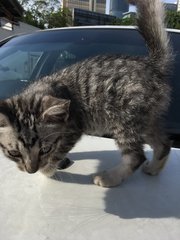 Tabby - Domestic Short Hair Cat