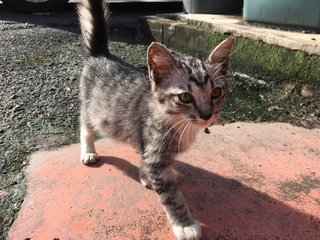 Tabby - Domestic Short Hair Cat