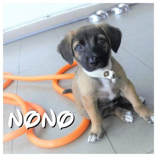 Nono, Nana &amp; Nini - Mixed Breed Dog