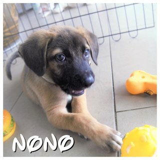 Nono, Nana &amp; Nini - Mixed Breed Dog