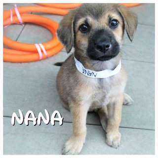 Nono, Nana &amp; Nini - Mixed Breed Dog