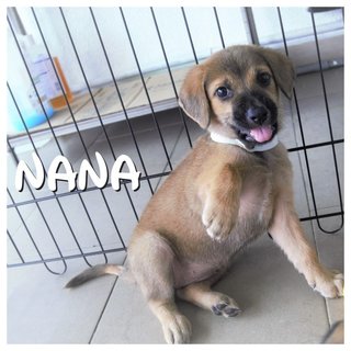 Nono, Nana &amp; Nini - Mixed Breed Dog