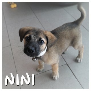 Nono, Nana &amp; Nini - Mixed Breed Dog