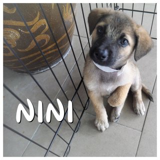 Nono, Nana &amp; Nini - Mixed Breed Dog