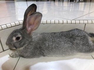 Coco - Chinchilla Rabbit