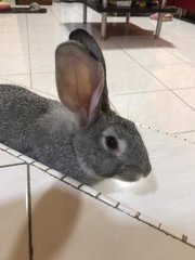 Coco - Chinchilla Rabbit