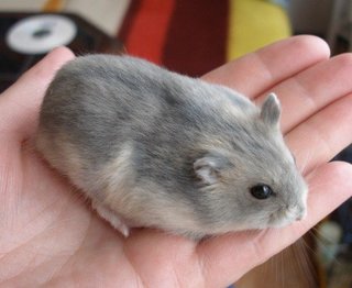 White - Short Dwarf Hamster Hamster