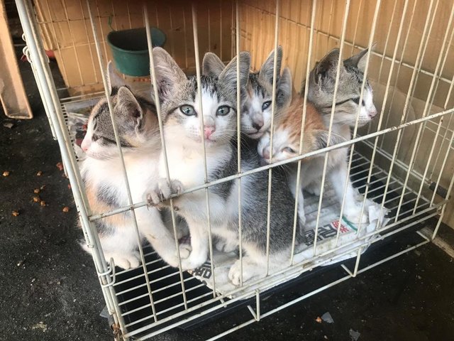 Five Siblings - Calico + Domestic Short Hair Cat