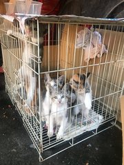 Five Siblings - Calico + Domestic Short Hair Cat