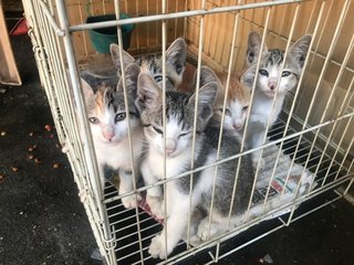 Five Siblings - Calico + Domestic Short Hair Cat