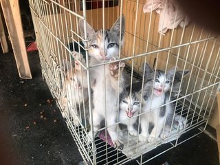 Five Siblings - Calico + Domestic Short Hair Cat