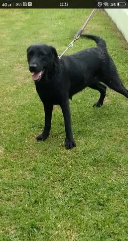 Sophie - Labrador Retriever Dog