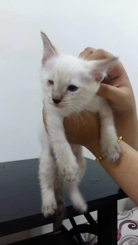 Jebat - Siamese Cat