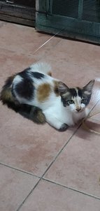 Tini - Domestic Short Hair Cat