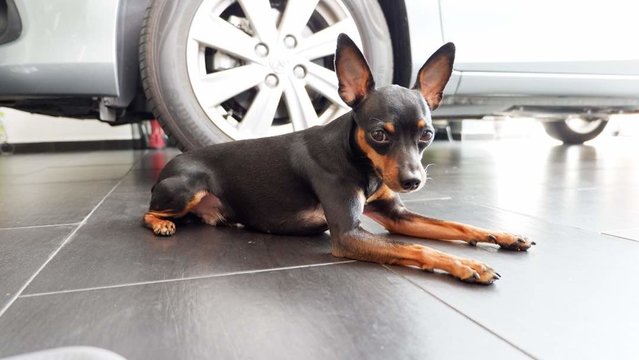 Rocky - Miniature Pinscher Dog