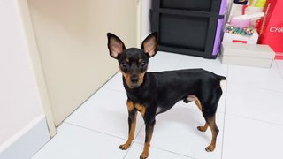 Rocky - Miniature Pinscher Dog