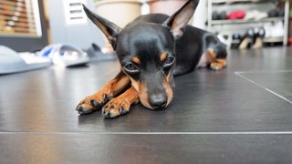 Rocky - Miniature Pinscher Dog