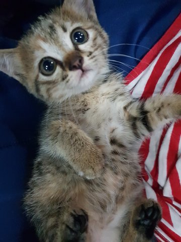 Brown - Domestic Medium Hair Cat