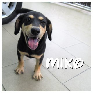 Benson, Mason &amp; Miko - Mixed Breed Dog