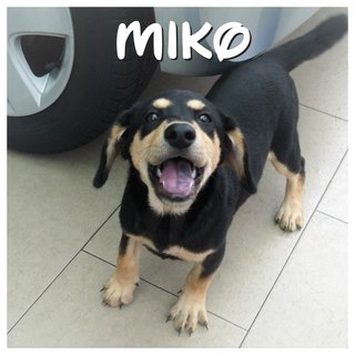 Benson, Mason &amp; Miko - Mixed Breed Dog