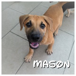 Benson, Mason &amp; Miko - Mixed Breed Dog