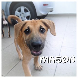 Benson, Mason &amp; Miko - Mixed Breed Dog